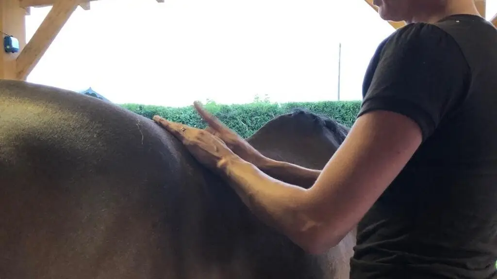 The Benefits of Equine Massage Therapy