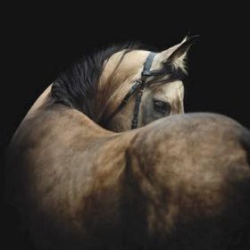 Why We Love Mad Barn Equine Nutrition